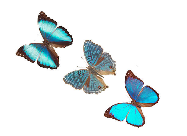istock blue butterfly collection isolated on white 178842972