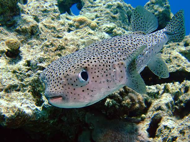 Porcupinefish Porcupinefish (Diodon hystrix). Taken at Ras Mohamed in Red Sea. balloonfish stock pictures, royalty-free photos & images