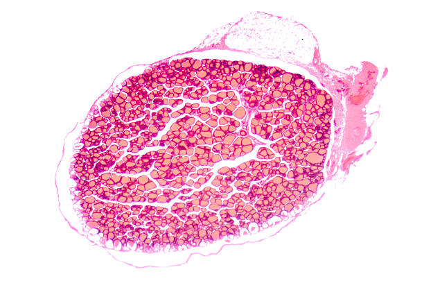istock science medical anthropotomy physiology microscopic human thyroi 178843117