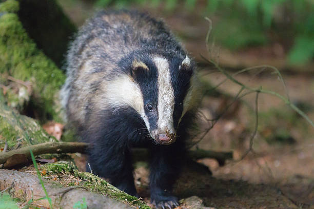 istock European badger,dassen 178843266