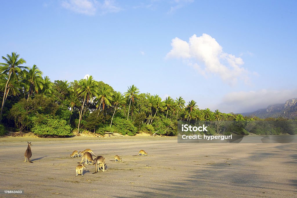Kangaroos na tropikalnej plaży - Zbiór zdjęć royalty-free (Australia)
