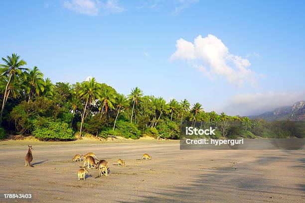 Kangaroos Na Praia Tropical - Fotografias de stock e mais imagens de Animal - Animal, Animal selvagem, Ao Ar Livre