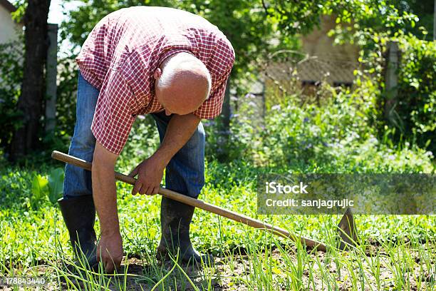 Photo libre de droit de Senior Mâle Jardinier banque d'images et plus d'images libres de droit de Hommes - Hommes, Jardin potager, Planter