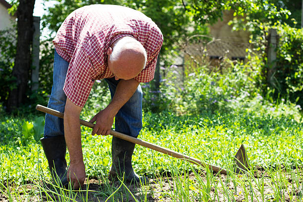 istock Senior male gardener 178843440