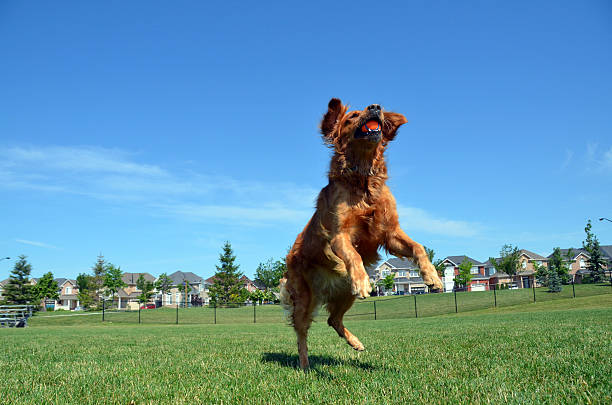 istock Golden Retriever and Ball 178843467