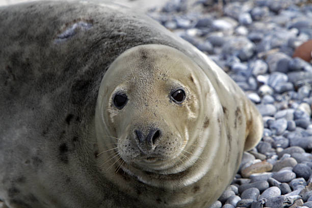 istock Grey seal on the beach of Helgoland Dune 178843481