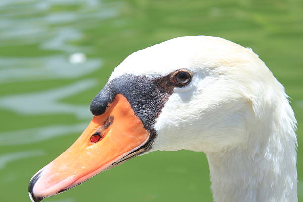 Swan Ritratto - foto stock