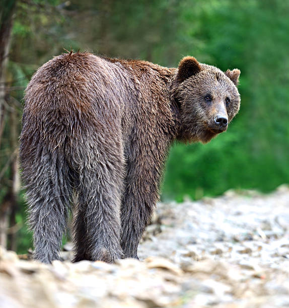 istock Brown bears in the Carpathians. 178843554