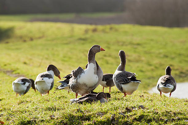 Geese at river-bank in grass Group of geese foraging in the grass at a river bank anser fabalis stock pictures, royalty-free photos & images