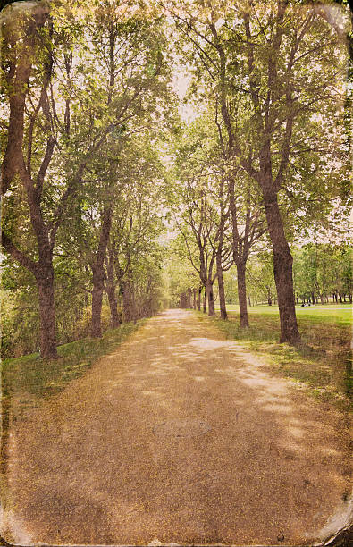 istock Avenue of trees in fall. 178843816