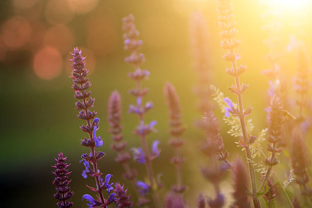 istock Lavender wild flowers in sunset 178843825