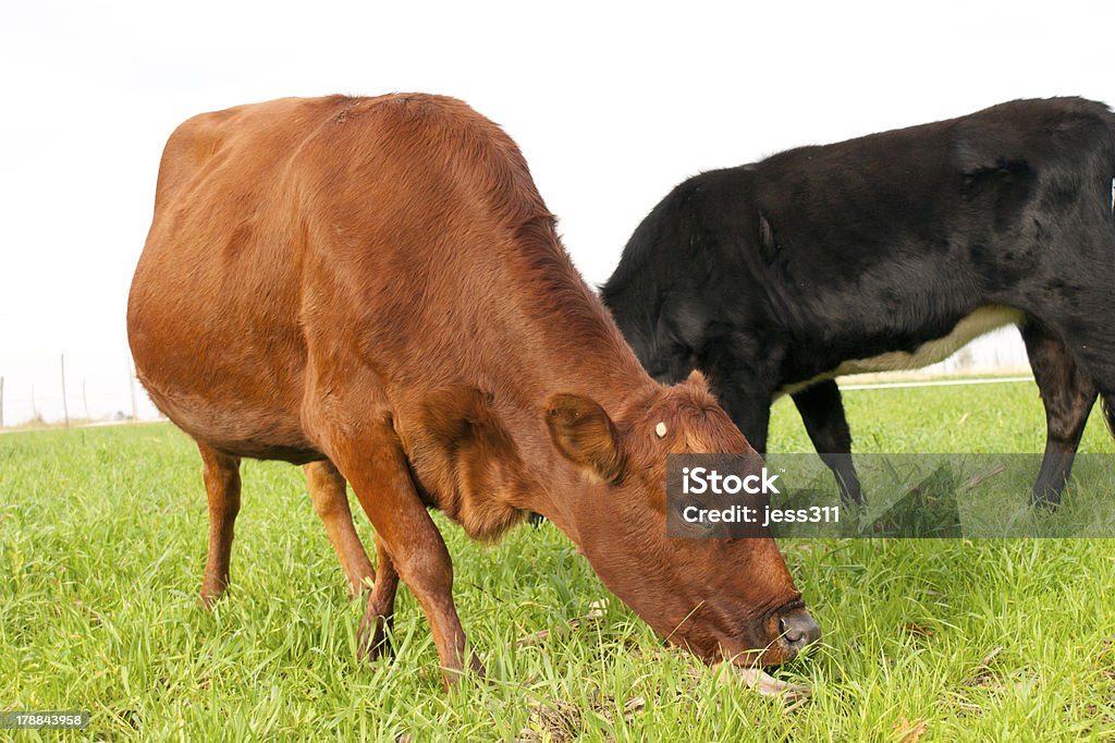 Pastar de vacas - Foto de stock de Agricultura libre de derechos