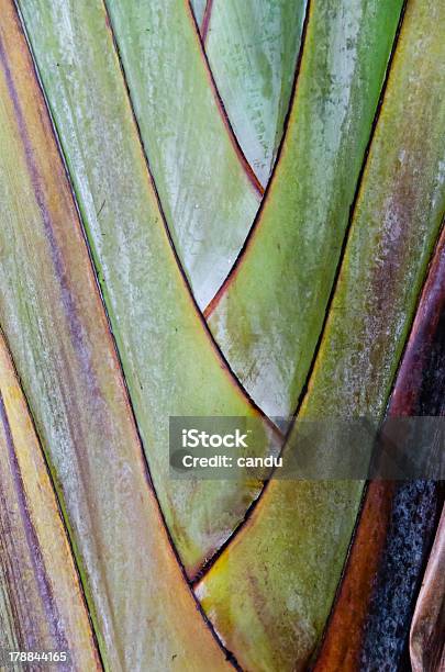Photo libre de droit de Palm Tree banque d'images et plus d'images libres de droit de Abstrait - Abstrait, Arbre, Botanique