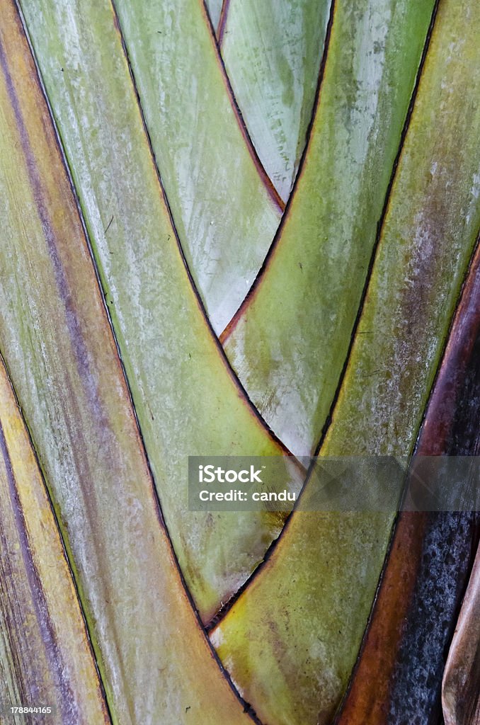 Palmeira - Royalty-free Abstrato Foto de stock