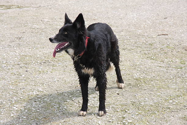 black dog with his mouth open and tongue out black dog with his mouth open and tongue out dogger stock pictures, royalty-free photos & images