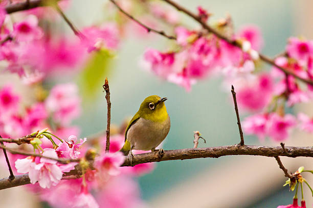 istock Japanese White-eye with pink cherry blossoms 178844473