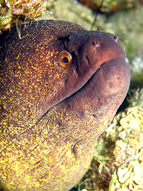 Yellowmargin moray. Yellowmargin moray. (Gymnothorax flavimarginatus). Taken at ras Mohamed in Sharm el Sheikh, Red Sea. yellow margined moray eel stock pictures, royalty-free photos & images