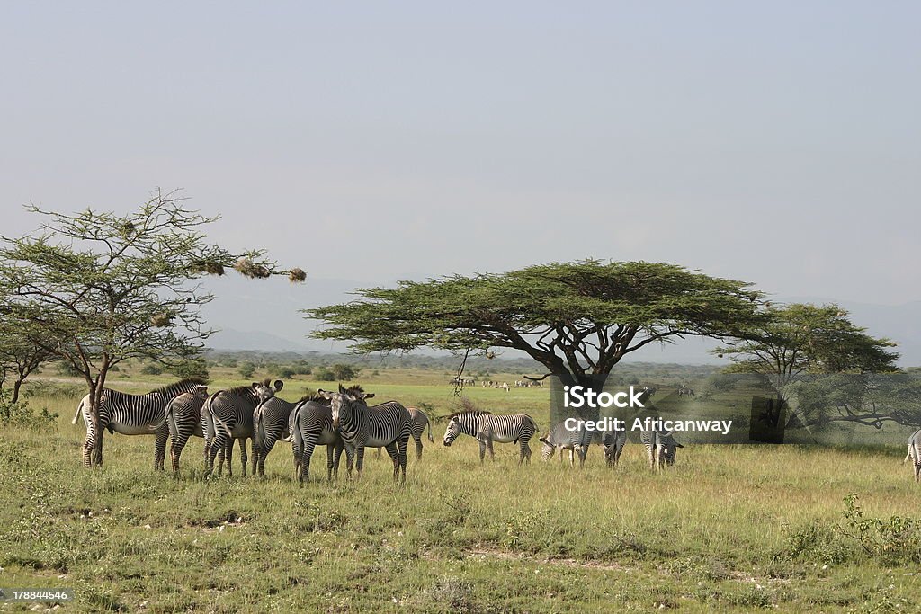 Grévy lub angielskie (Equus Zebra grevyi) i Acacia - Zbiór zdjęć royalty-free (Afryka)