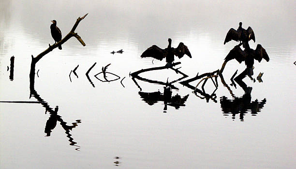 istock Cormorant, Phalacrocorax carbo 178844722