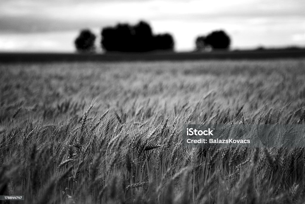Pole kukurydzy - Zbiór zdjęć royalty-free (Czarno biały)