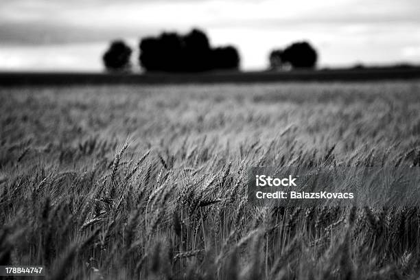 Pole Kukurydzy - zdjęcia stockowe i więcej obrazów Czarno biały - Czarno biały, Dojrzały, Fotografika
