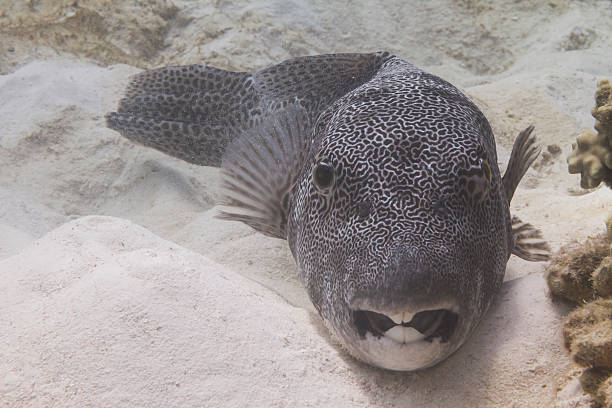 istock Star pufferfish at Surin island 178844755