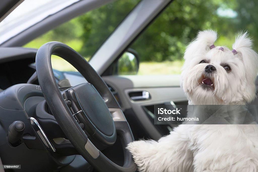 Dog in car Little cute maltese dog in the car with paw on the steering wheel barking Animal Stock Photo