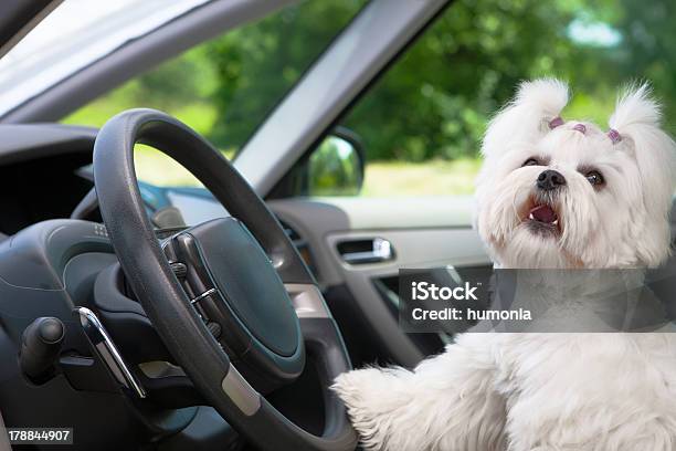 Dog In Car Stock Photo - Download Image Now - Animal, Animal Body Part, Animal Head