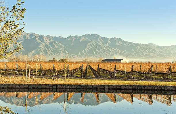 vigneti e cantina e montagne - agriculture winemaking cultivated land diminishing perspective foto e immagini stock