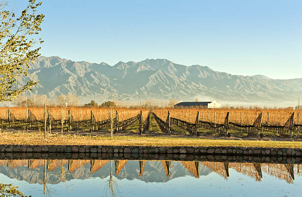 Vineyard, winery and mountains stock photo