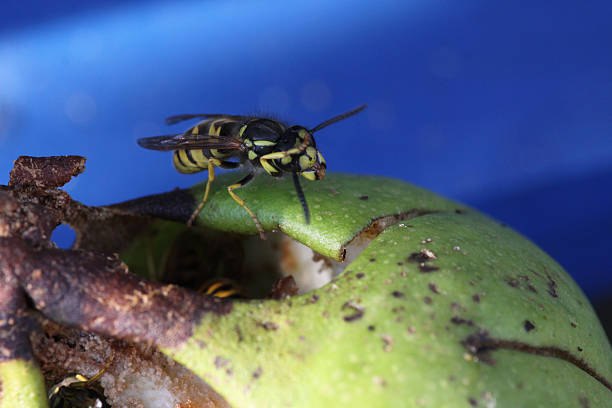 vespa de pera - rotting fruit wasp food - fotografias e filmes do acervo