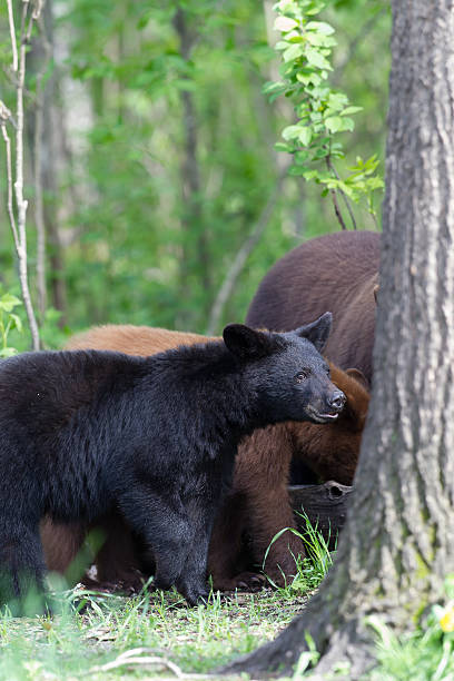 istock Adult North American Black Bear 178845182