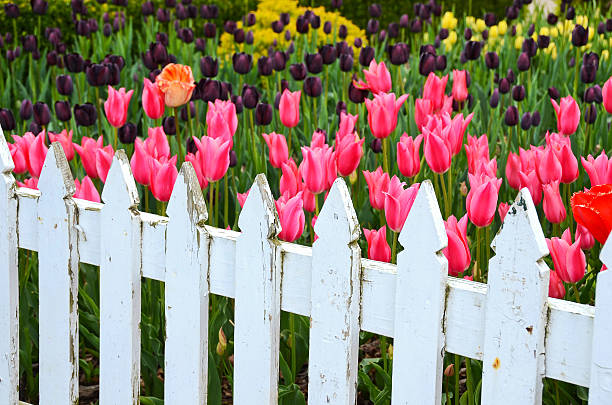 istock Dutch tulips with picket fence 178845223