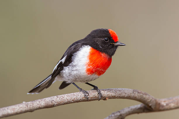 Red-capped Robin stock photo