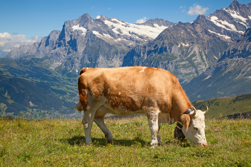 Swiss cow in the alps