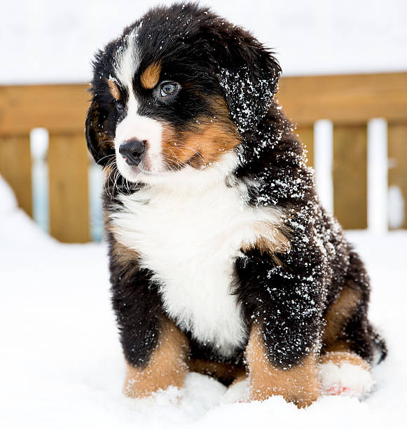 山の犬のお人形 curiously 後の移動 - dog snow bernese mountain dog paw ストックフォトと画像