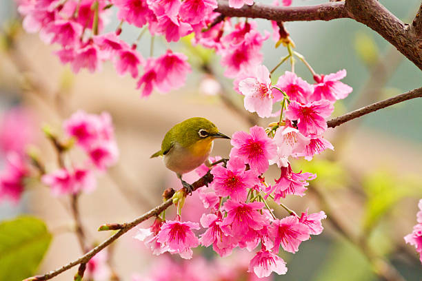 istock Japanese White-eye with pink cherry blossoms 178846336