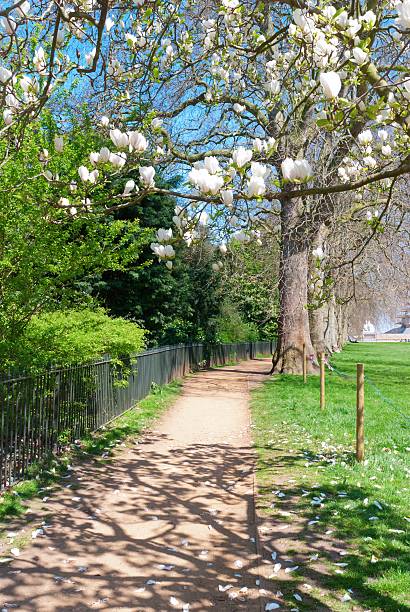 istock Magnolia blossoming in the Parisian park 178846477