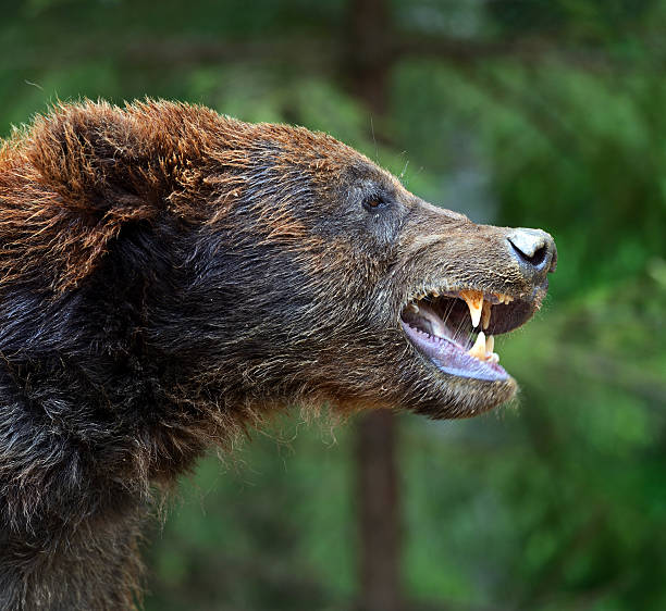 istock Brown bears in the Carpathians. 178846631