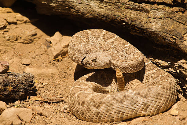 istock Western Diamond Backed Rattlesnake 178846664