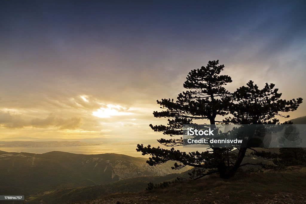 夕暮れの山の木 - Velebit Mountain Rangeのロイヤリティフリーストックフォト