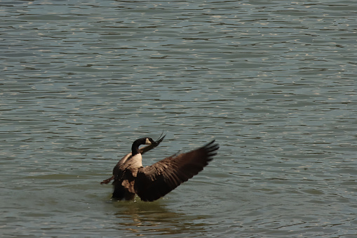 Canada goose coming in for a water landing