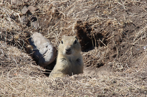 Ground Squirrel Coming Out of Burrow