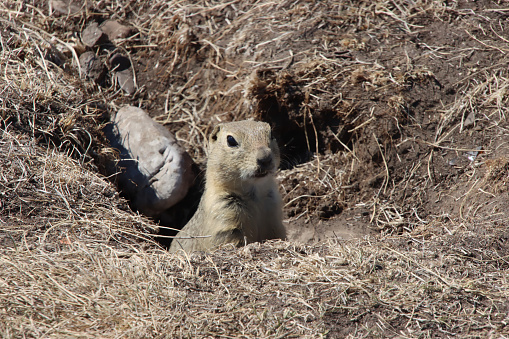 Ground squirrel deciding if it should leave burrow