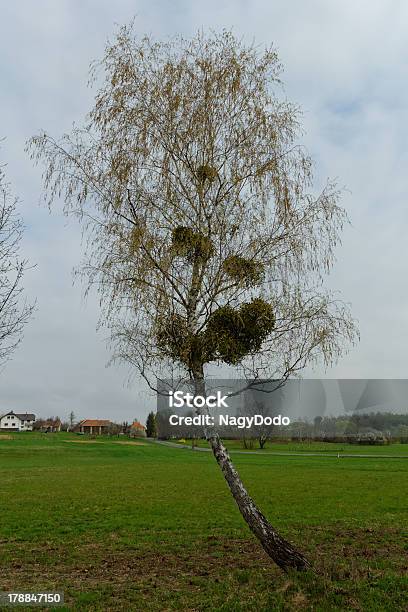 Muérdago En El Árbol Foto de stock y más banco de imágenes de Azul - Azul, Belleza de la naturaleza, Bosque