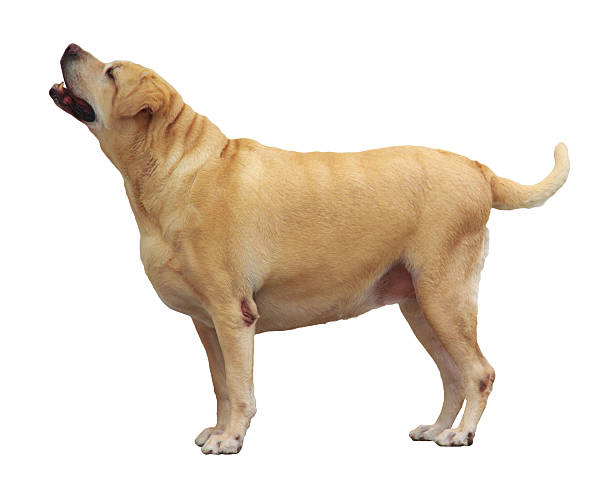 istock Fat Labrador Retriever, 7 years old, stand on white background 178847197
