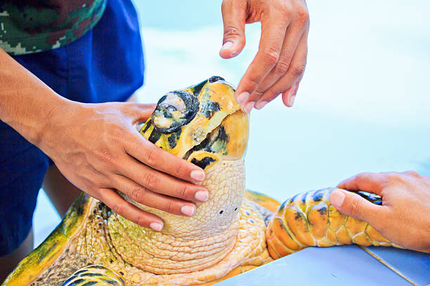 Treatment of sea turtles stock photo