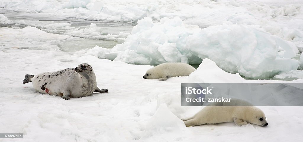 Foca de groenlandia de la vaca de la Madre y bebé en las crías sobre hielo - Foto de stock de Acostado libre de derechos