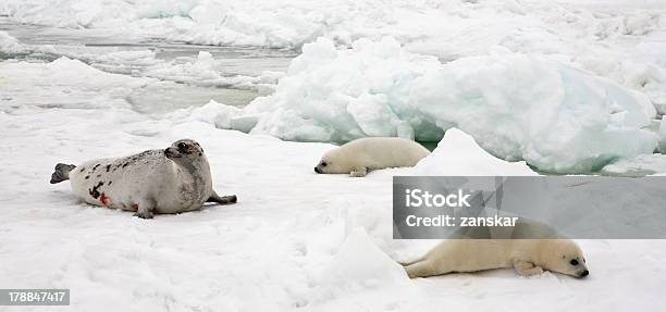 Foca De Groenlandia De La Vaca De La Madre Y Bebé En Las Crías Sobre Hielo Foto de stock y más banco de imágenes de Acostado