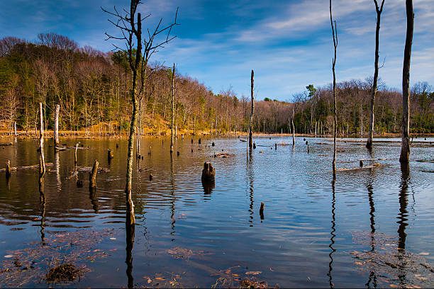 Evening light on a marshy area in Calvert Cliffs State Park, along the Chesapeake Bay in Maryland.